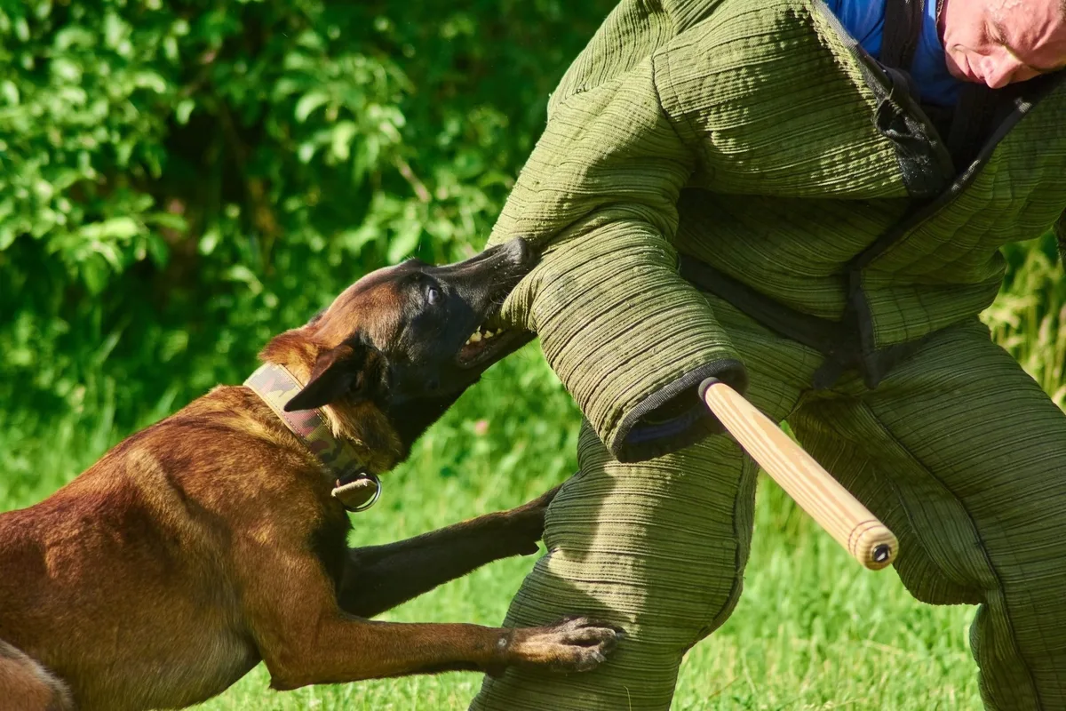 Dog Bite Laws in Lakeland