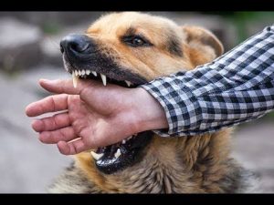 dog bite attorney Fort Lauderdale