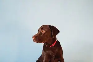 dog bite attorney west palm beach