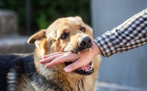 dog bite attorney fort lauderdale