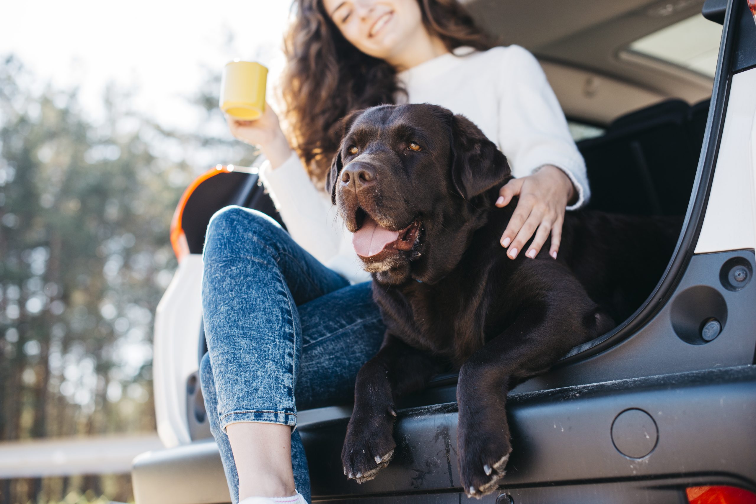 animal causes a car accident