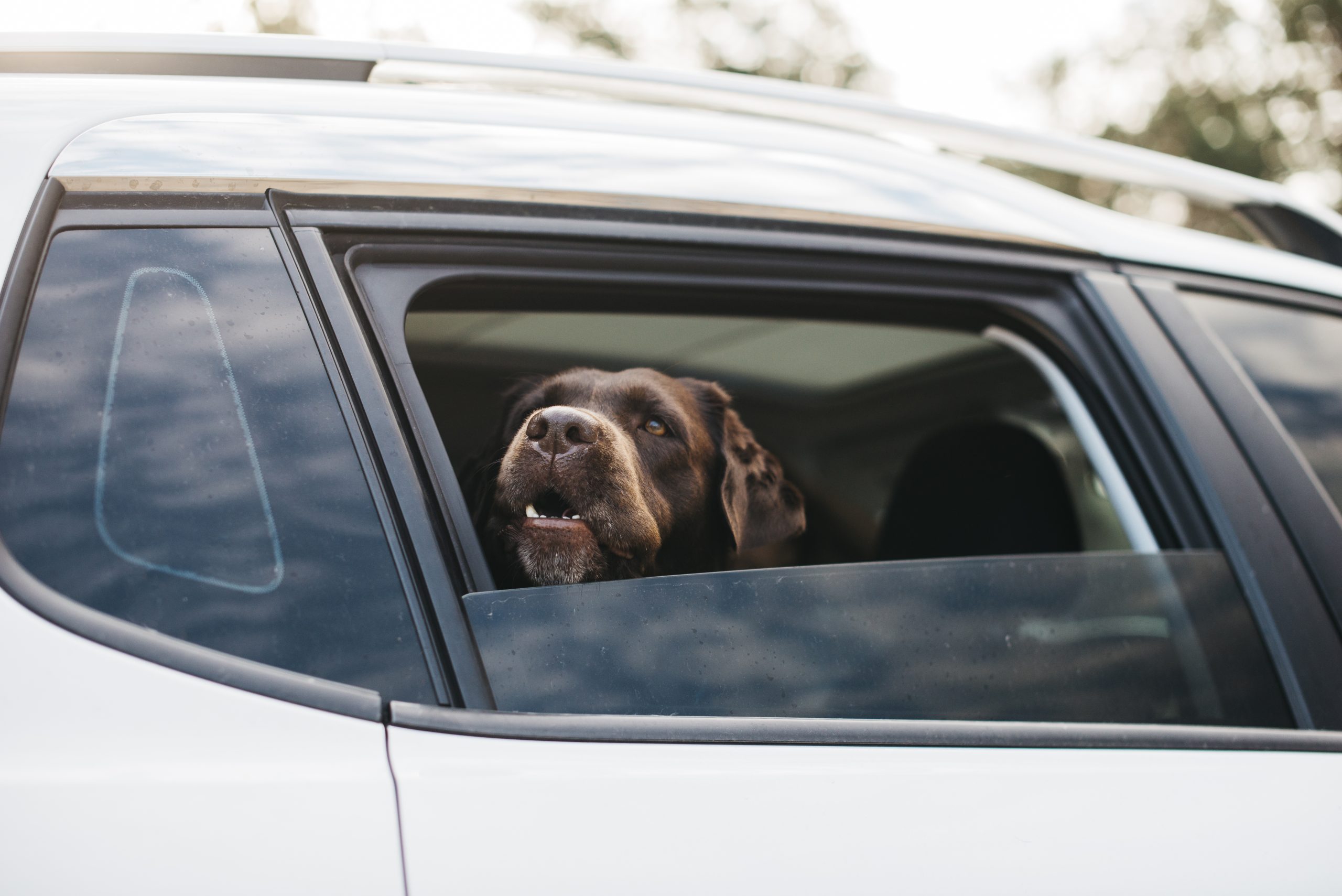 Animal Causes a Car Accident