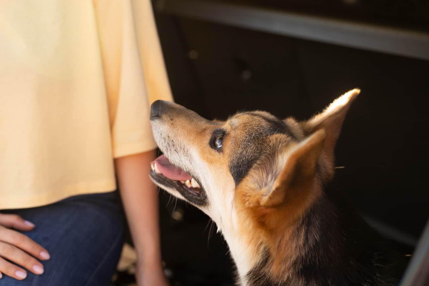 Florida Dog Bite Law
